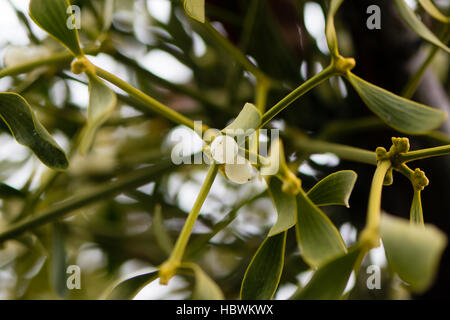 (Viscum Album) Mistelpflanze mit Beeren. Immergrüner Hemi-parasitäre Strauch in der Familie Santalaceae, auf Weißdorn wächst Stockfoto
