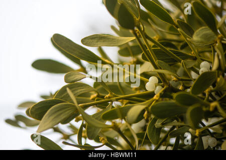 (Viscum Album) Mistelpflanze mit Beeren. Immergrüner Hemi-parasitäre Strauch in der Familie Santalaceae, auf Weißdorn wächst Stockfoto