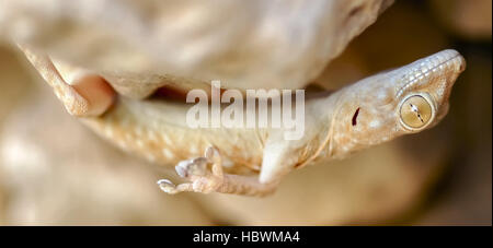 Fan-fingriger Gecko (Ptyodactylus Guttatus) aus einer Höhle Dach kopfüber hängend. Judäische Wüste, Israel. Stockfoto