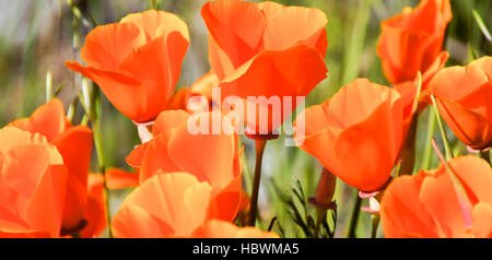California Poppy Bloom Stockfoto
