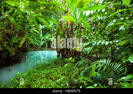 Ein blaue Naturwasser-Pool, umgeben von der Bananenbaum Blätter in Brasilien Stockfoto