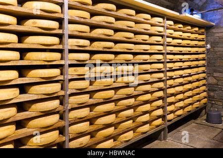 Gewürz-Lager von Käse Fontina Valpelline, Aostatal, Italien Stockfoto