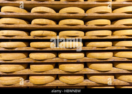 Gewürz-Lager von Käse Fontina Valpelline, Aostatal, Italien Stockfoto