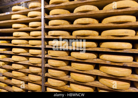 Gewürz-Lager von Käse Fontina Valpelline, Aostatal, Italien Stockfoto