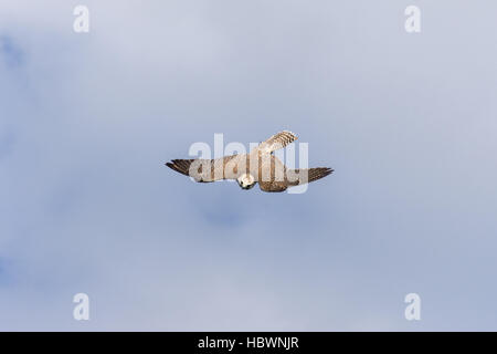 Eule im Flug in Chester Stockfoto