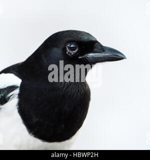 Ein Porträt von Elster (Pica Pica) mit einem weißen verschneiten Hintergrund Stockfoto