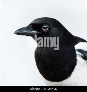 Ein Porträt von magischen Elster (Pica Pica) mit einem weißen verschneiten Hintergrund links Stockfoto