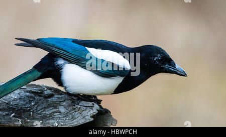 Die Elster (Pica Pica) auf dem Zweig, zeigt die schönen blauen Flügel mit einem schönen bokeh Stockfoto