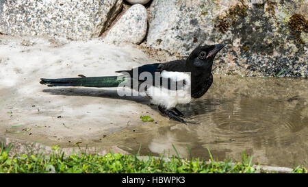 Schüchterne, aber schönen Elster (Pica Pica) trinken Sie etwas Wasser vor dem Bad. Stockfoto