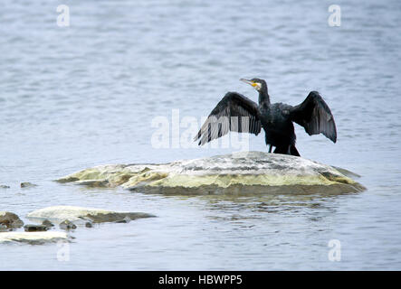 Der Kormoran (Phalacrocorax Carbo) in einem typischen Blick trocknen seine Flügel auf einer kleinen Insel in den Schären Stockfoto