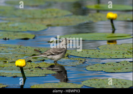 Die juvenile Bachstelze (Motacilla Alba) haben das Abendessen serviert auf das gelbe Seerosen-Blatt. Stockfoto