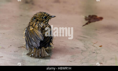 Das juvenile Rotkehlchen (Erithacus Rubecula) in der Badewanne. Stockfoto