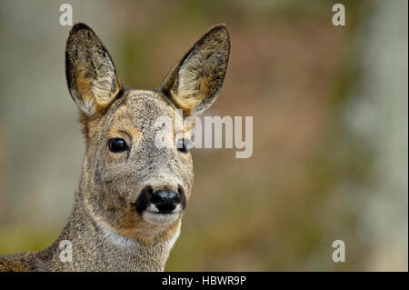 Eine Nahaufnahme von einer schönen Rehe mit einem schönen Bokeh Stockfoto