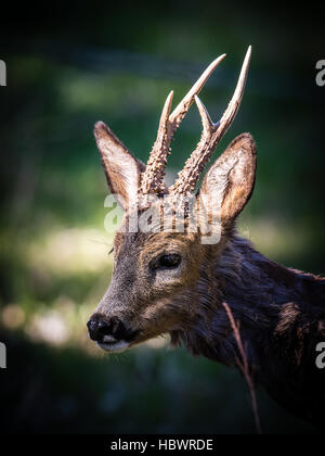 Eine Nahaufnahme von ein schönes Reh (Capreolus Capreolus) im Profil mit seinem neuen Geweih. Stockfoto