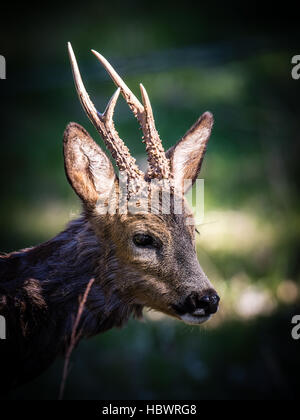 Eine Nahaufnahme von ein schönes Reh (Capreolus Capreolus) im Profil direkt mit seinem neuen Geweih. Stockfoto