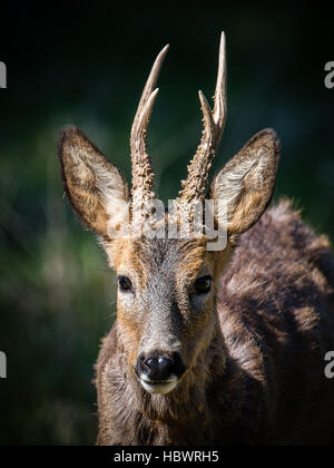 Eine Nahaufnahme von ein schönes Reh (Capreolus Capreolus) mit seinem neuen Geweih. Stockfoto