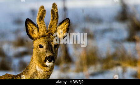 Der Blick der ein schönes Reh (Capreolus Capreolus) mit seinem neuen Geweih, die noch mit Samt überzogen sind. Stockfoto