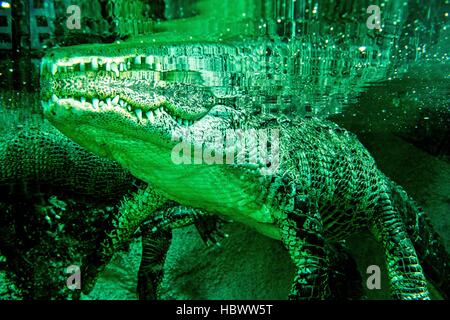 Nahaufnahme der Alligator im Zoo-aquarium Stockfoto