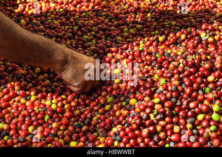 Hand eines Landwirts Sortierung Kaffeebohnen (Coffea Arabica) Verlegung auf dem Boden im Bundesstaat Sao Paulo, Brasilien. Stockfoto