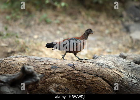 Bemalte spurfowl Stockfoto