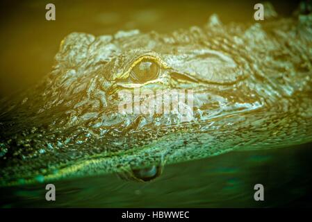 Nahaufnahme der Alligator im Zoo-aquarium Stockfoto