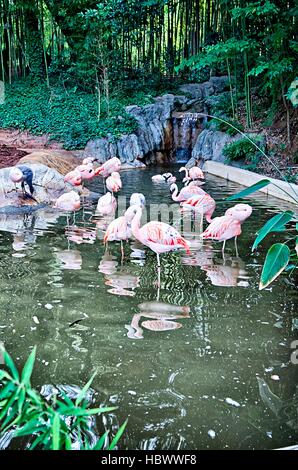 Rosa Flamingo Vogel in der Sonne Baden Stockfoto