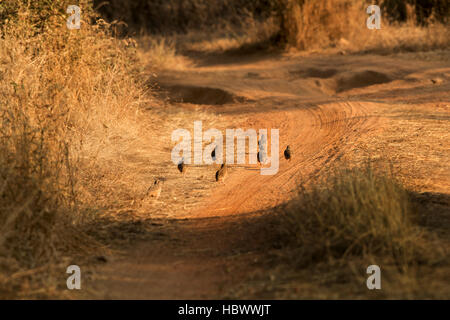 Graue Francolin in Wanderungen Stockfoto