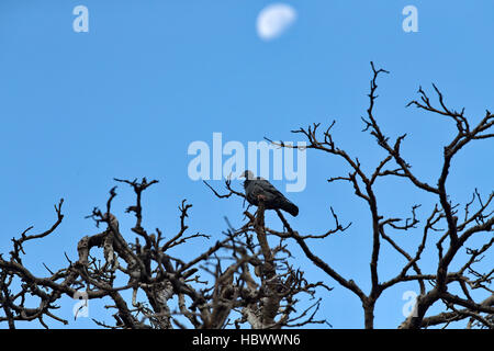 Taube auf blauem Himmel mit Mond Stockfoto