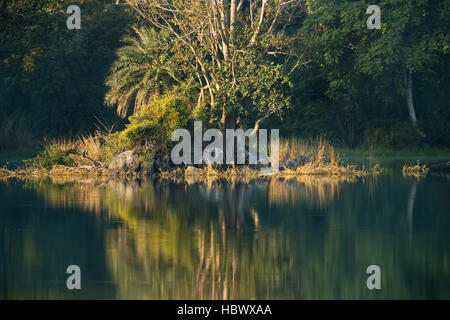 Raj Baug See im Ranthambore Stockfoto