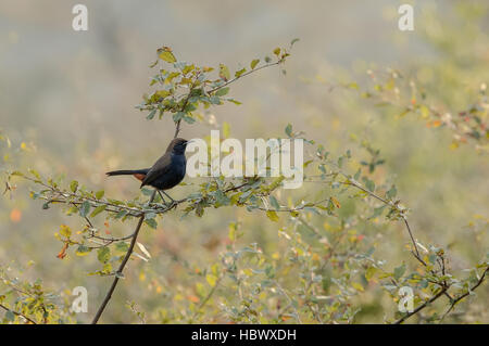Der männliche Vogel der indischen Robin (Saxicoloides Fulicatus) in ihrem natürlichen Lebensraum Stockfoto