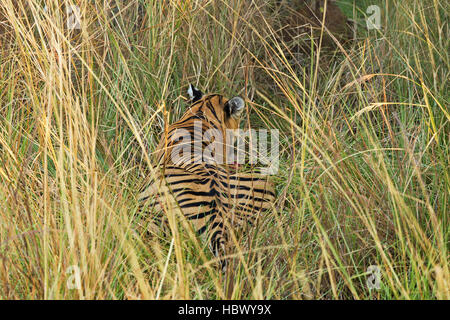 Wilden Bengal Tiger (Panthera Tigris Tigris) zu Fuß in ihrem natürlichen Lebensraum, Ranthambore Nationalpark, Indien Stockfoto