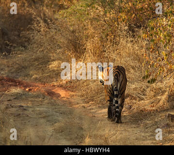 Wilden Bengal Tiger (Panthera Tigris Tigris) zu Fuß in ihrem natürlichen Lebensraum, Ranthambore Nationalpark, Indien Stockfoto