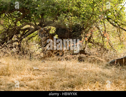 Wilden Bengal Tiger (Panthera Tigris Tigris) zu Fuß in ihrem natürlichen Lebensraum, Ranthambore Nationalpark, Indien Stockfoto