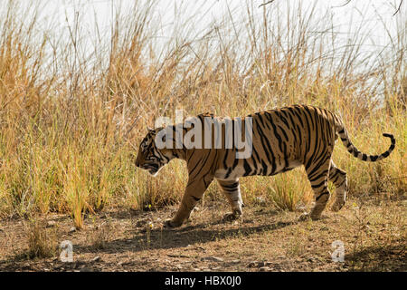 Wilden Bengal Tiger (Panthera Tigris Tigris) zu Fuß in ihrem natürlichen Lebensraum, Ranthambore Nationalpark, Indien Stockfoto