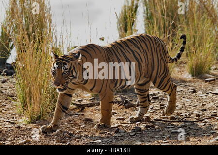 Wilden Bengal Tiger (Panthera Tigris Tigris) zu Fuß in ihrem natürlichen Lebensraum, Ranthambore Nationalpark, Indien Stockfoto