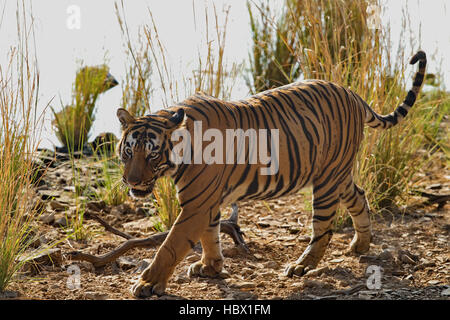 Wilden Bengal Tiger (Panthera Tigris Tigris) zu Fuß in ihrem natürlichen Lebensraum, Ranthambore Nationalpark, Indien Stockfoto