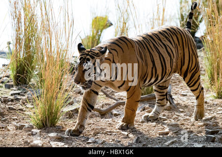 Wilden Bengal Tiger (Panthera Tigris Tigris) zu Fuß in ihrem natürlichen Lebensraum, Ranthambore Nationalpark, Indien Stockfoto