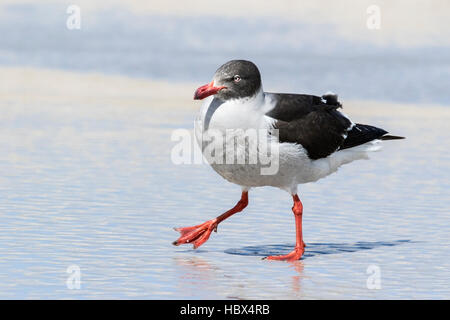 Delphin-Möwe (Leucophaeus Scoresbii) juvenile Spaziergang am Sandstrand, Falkland-Inseln Stockfoto