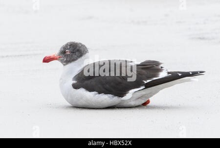 Delphin-Möwe (Leucophaeus Scoresbii) juvenile ruht auf Sandstrand, Falkland-Inseln Stockfoto