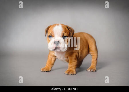 Englische Bulldogge Welpen auf grauem Hintergrund Stockfoto