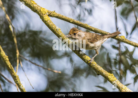 Gemeinsame Whitethroat (Sylvia Communis) Stockfoto