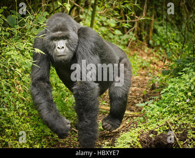 Ladestation Schwarzrücken Berggorillas (Gorilla Beringei Beringei) Stockfoto