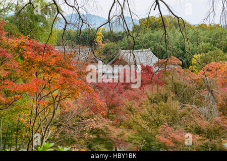 Herbstlaub in Vollfarbe Tenryu-Ji Tempel, Kyoto, Japan Stockfoto