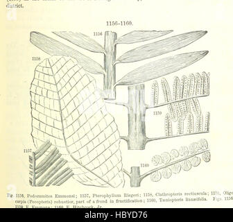 Bild von Seite 759 ' [Handbuch für Geologie: Behandlung der Prinzipien der Wissenschaft mit besonderem Bezug auf amerikanische geologische Geschichte... Überarbeitete Auflage.] " Bild von Seite 759 ' [Handbuch der Geologie zu behandeln Stockfoto