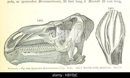 [Handbuch der Geologie: Behandlung der Prinzipien der Wissenschaft mit besonderem Bezug auf amerikanische geologische Geschichte... Überarbeitete Auflage.] Bild entnommen Seite 873 von ' [Handbuch der Geologie zu behandeln Stockfoto