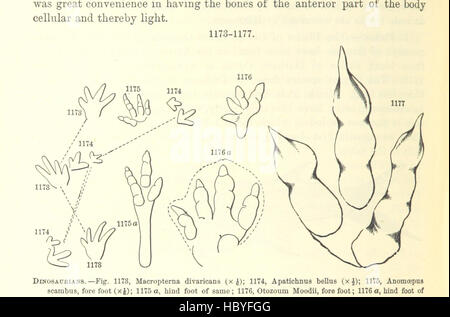 Bild entnommen Seite 762 von ' [Handbuch für Geologie: Behandlung der Prinzipien der Wissenschaft mit besonderem Bezug auf amerikanische geologische Geschichte... Überarbeitete Auflage.] " Bild entnommen Seite 762 von ' [Handbuch der Geologie zu behandeln Stockfoto