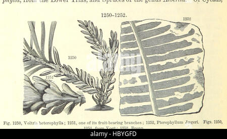 [Handbuch der Geologie: Behandlung der Prinzipien der Wissenschaft mit besonderem Bezug auf amerikanische geologische Geschichte... Überarbeitete Auflage.] Bild entnommen Seite 780 von ' [Handbuch der Geologie zu behandeln Stockfoto