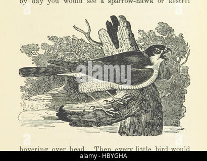 Bild von Seite 59 von 'A Story of Wings' Bild entnommen Seite 59 von "A Story of Wings" Stockfoto