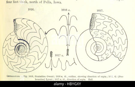 Bild von Seite 653 ' [Handbuch für Geologie: Behandlung der Prinzipien der Wissenschaft mit besonderem Bezug auf amerikanische geologische Geschichte... Überarbeitete Auflage.] " Bild von Seite 653 ' [Handbuch der Geologie zu behandeln Stockfoto