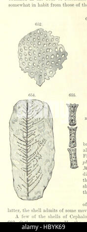 Bild entnommen Seite 516 von ' [Handbuch für Geologie: Behandlung der Prinzipien der Wissenschaft mit besonderem Bezug auf amerikanische geologische Geschichte... Überarbeitete Auflage.] " Bild entnommen Seite 516 von ' [Handbuch der Geologie zu behandeln Stockfoto